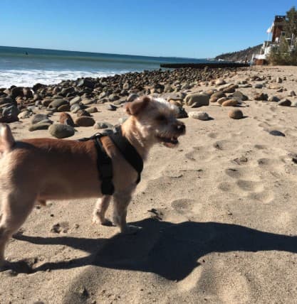 Dayo on a rocky beach