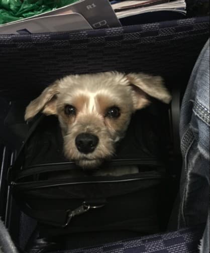 Dayo peeking out of a travel bag