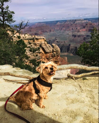 Dayo sitting at the edge of the Grand Canyon