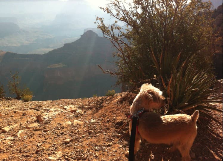 Dayo looking out over the Grand Canyon