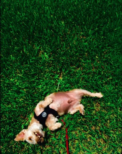 Dayo rolling around in the grass