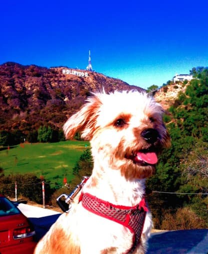 Dayo in front of the Hollywood sign
