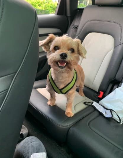 Dayo standing on a car seat mid road trip